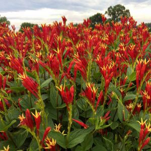 Spigelia (Indian Pink)